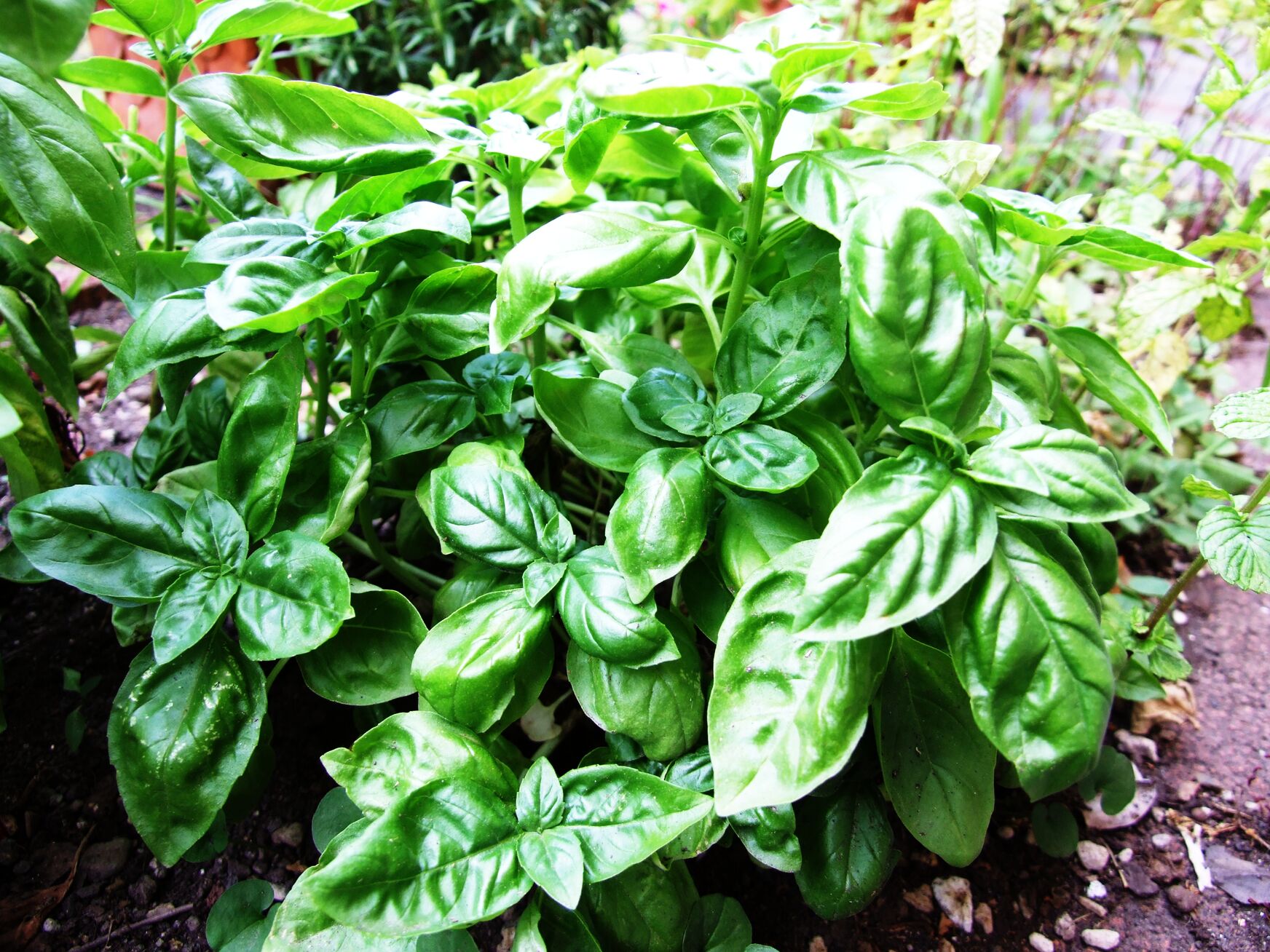 basil plant